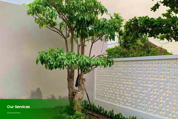Pohon Pelindung rf