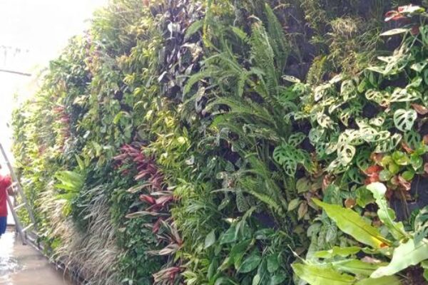 Jasa Pembuatan Vetical Garden