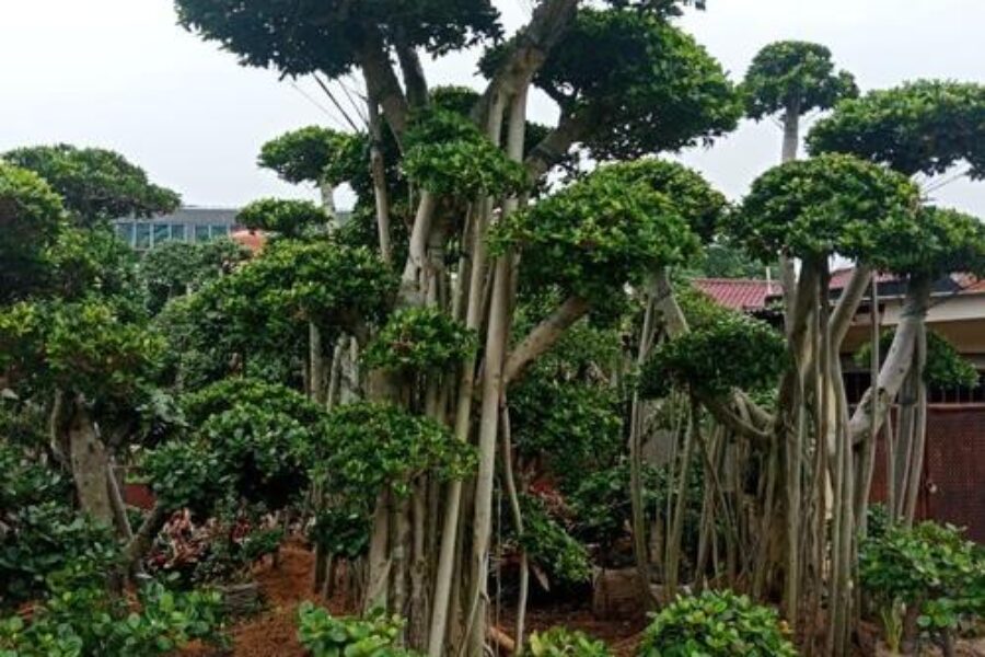 pohon pelindung 11 pohon pelindung 11