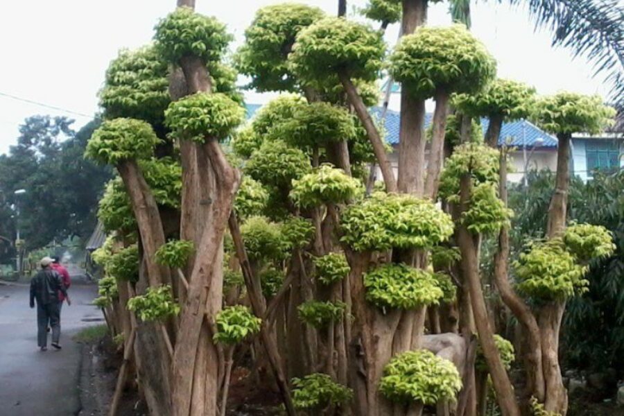 pohon pelindung 12 pohon pelindung 12