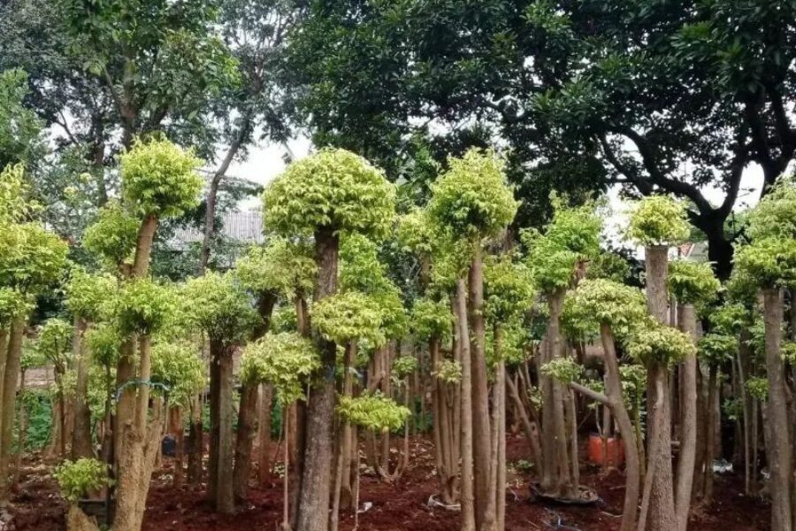 pohon pelindung 13 pohon pelindung 13