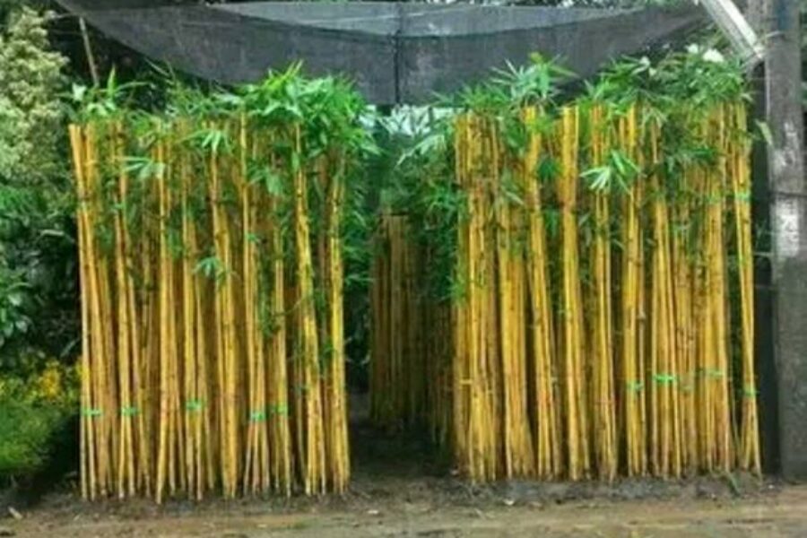 pohon pelindung 17 pohon pelindung 17