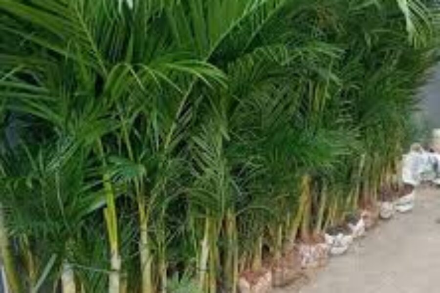 pohon pelindung 18 pohon pelindung 18