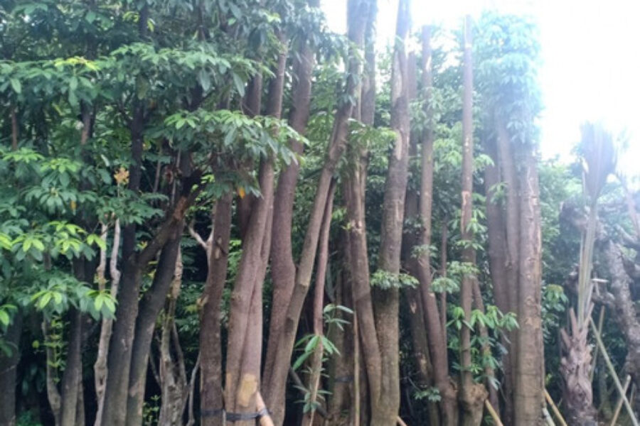 pohon pelindung 2 pohon pelindung 2