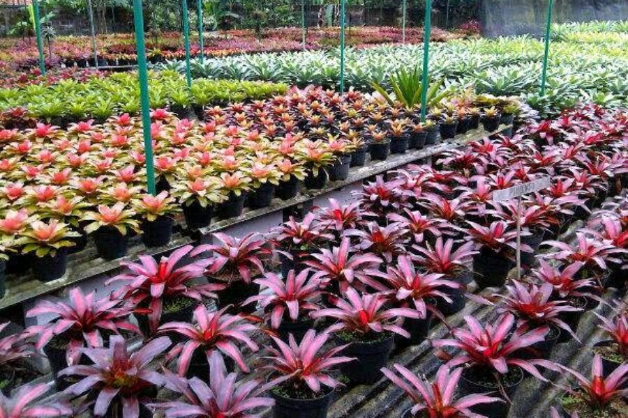 pohon pelindung 28 pohon pelindung 28
