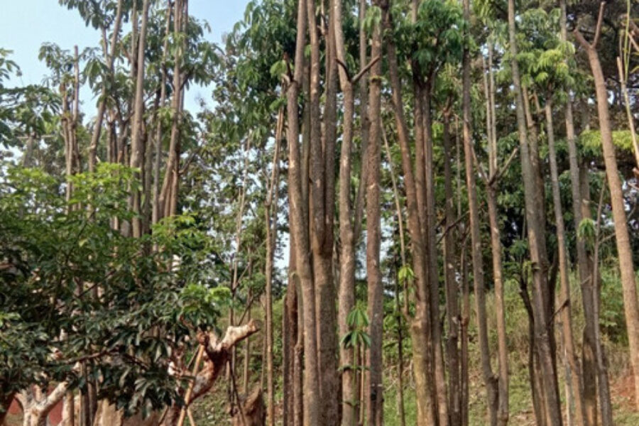 pohon pelindung 3 pohon pelindung 3