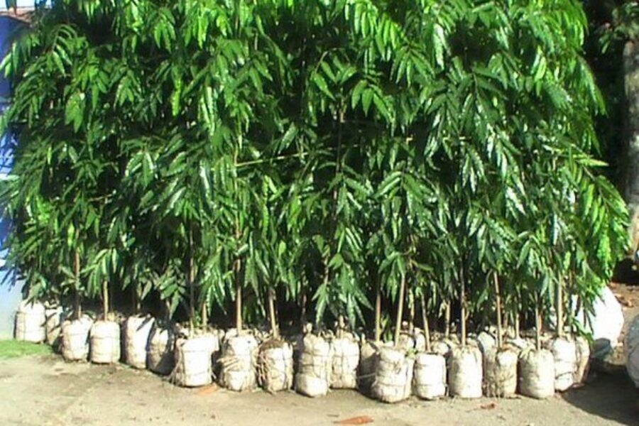 pohon pelindung 4 pohon pelindung 4