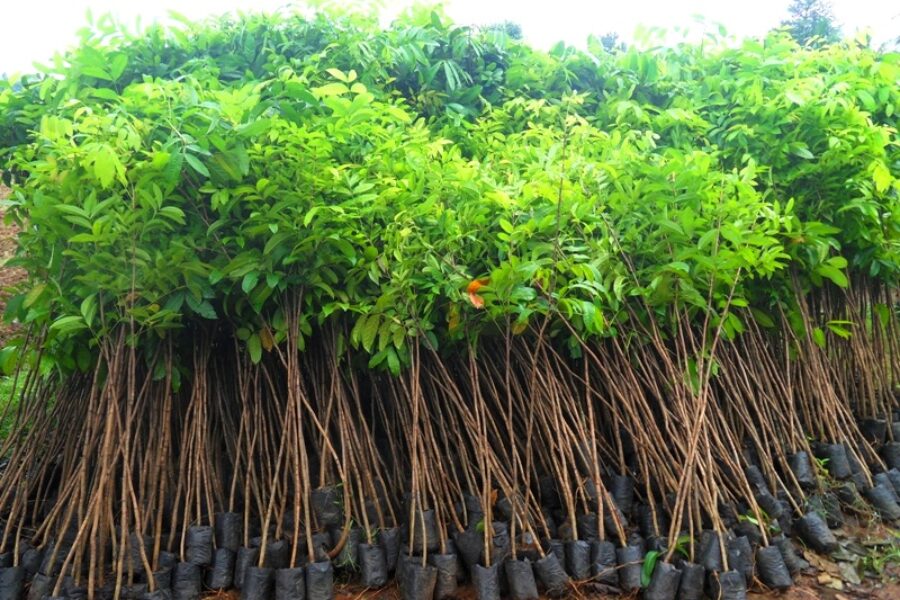 pohon pelindung 5 pohon pelindung 5