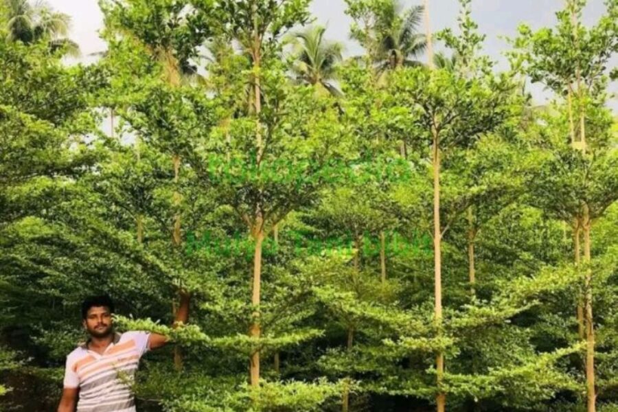 pohon pelindung 7 pohon pelindung 7