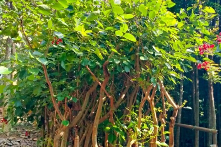 pohon pelindung pohon pelindung